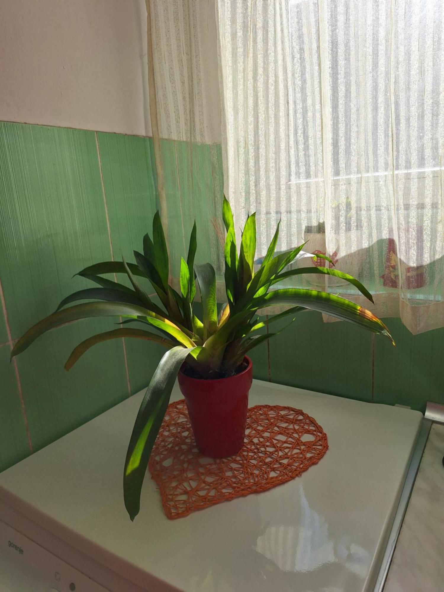 贝尔格莱德Apartman Maja公寓 外观 照片